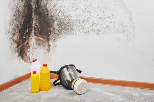 Best Industrial Mold Remediation in Kingsland, TX