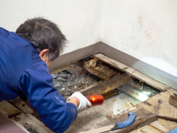Best HVAC Mold Remediation in Kingsland, TX