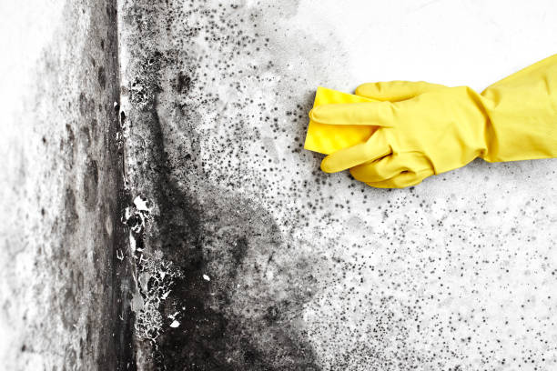 Best Basement Mold Remediation in Kingsland, TX