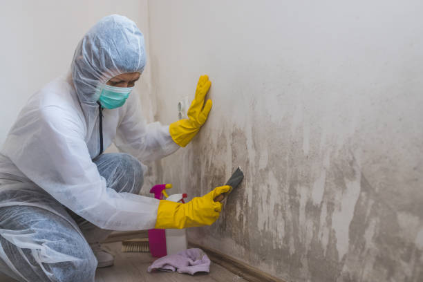 Best White Mold Remediation in Kingsland, TX