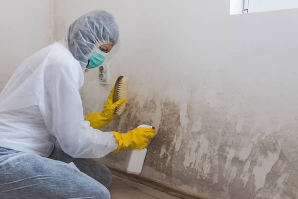 Best Mold Testing and Inspection Services in Kingsland, TX
