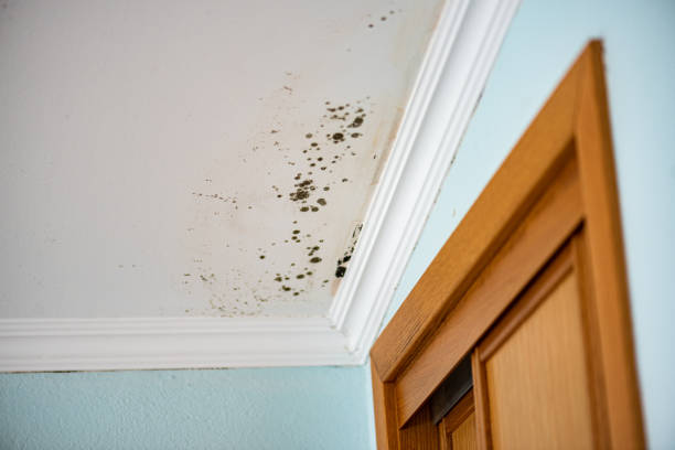 Best Emergency Mold Remediation in Kingsland, TX