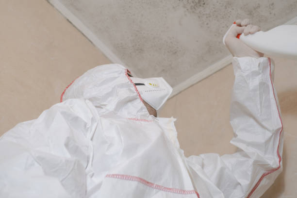 Best Attic Mold Remediation in Kingsland, TX