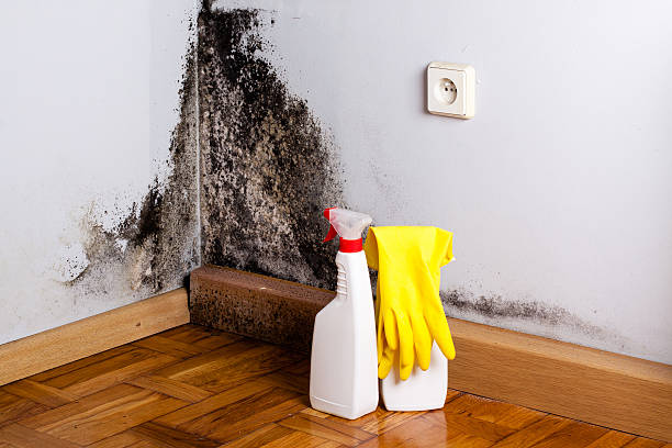 Best DIY Mold Remediation Support Services in Kingsland, TX