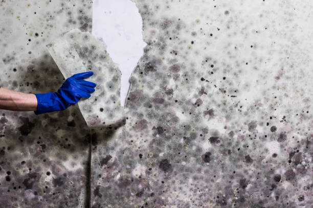 Trusted Kingsland, TX Mold Remediation Experts