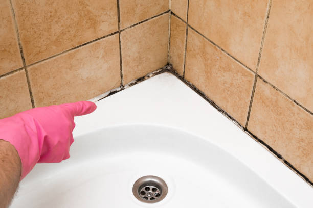 Best Black Mold Remediation in Kingsland, TX
